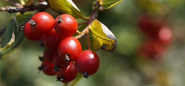 Hloh obyčajný – prečo sa pridáva do erekčných toboliek?